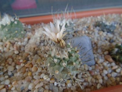 Turbinicarpus hibrid