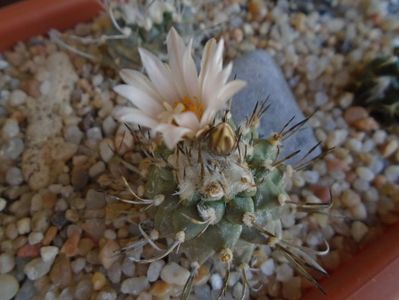 Turbinicarpus hibrid