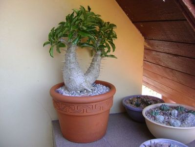 Pachypodium saundersii