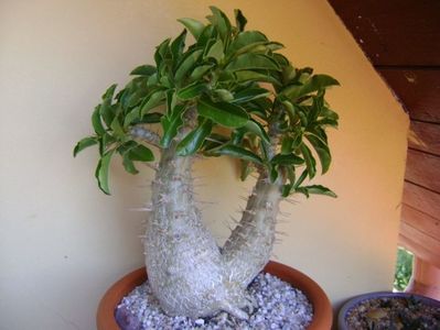 Pachypodium saundersii