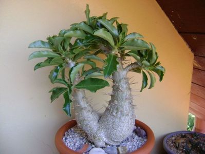 Pachypodium saundersii