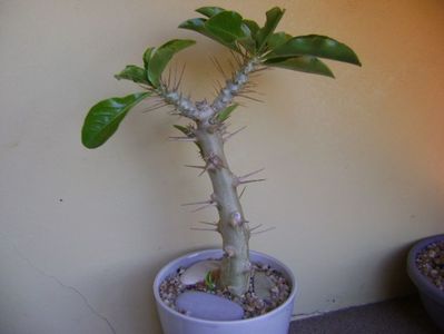 Pachypodium saundersii