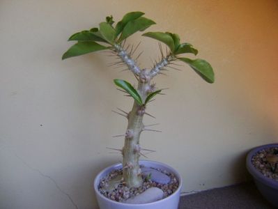 Pachypodium saundersii