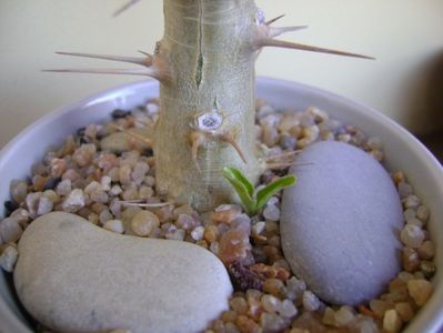 Pachypodium saundersii