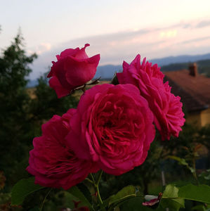 Laguna (Urcator); Average rating: EXCELLENT-.  
Bred by Tim Hermann Kordes (Germany)
Climber, Large-Flowered Climber.  
Deep pink.  Strong, fruity, spice fragrance.  
Blooms in flushes throughout the season. 
Height (u
