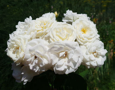 Manuel Canovas (Tufa); Average rating: EXCELLENT.  
Bred by Dominique Massad 
Shrub.  
Moderate fragrance.  Full (26-40 petals), globular, spiral centers bloom form.  
Height of (100 cm).
