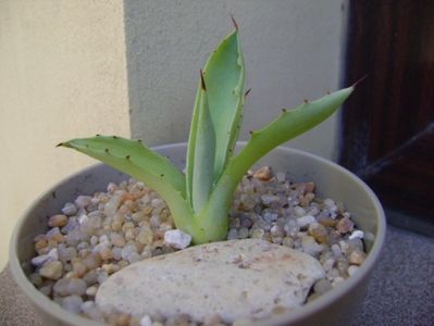 Agave seemanniana