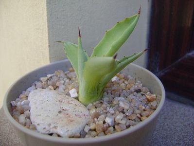 Agave seemanniana