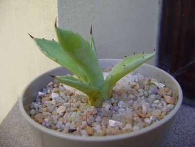 Agave seemanniana