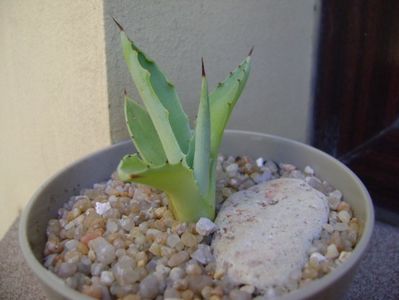 Agave seemanniana