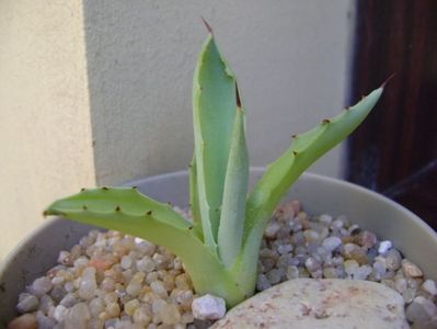 Agave seemanniana