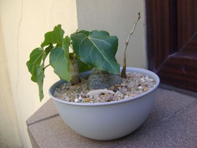 Ficus abutilifolia