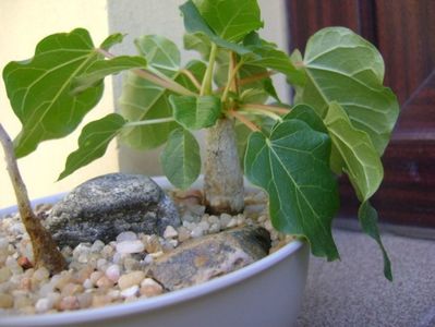 Ficus abutilifolia