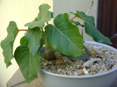 Ficus abutilifolia