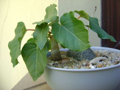 Ficus abutilifolia