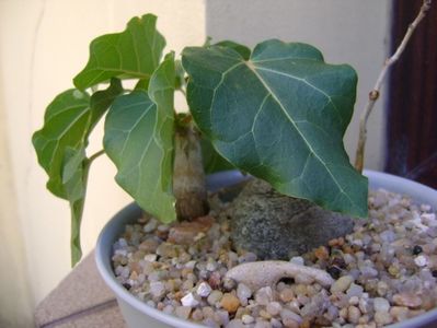 Ficus abutilifolia