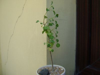 Euphorbia misera; replantata in 26 iul. 2019
