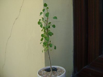 Euphorbia misera; replantata in 26 iul. 2019
