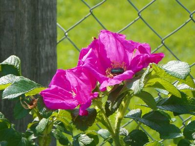 rosa rugosa Rubra