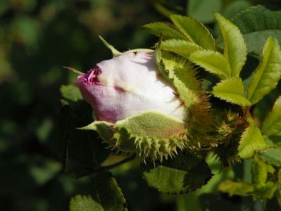 rosa roxburghii Plena