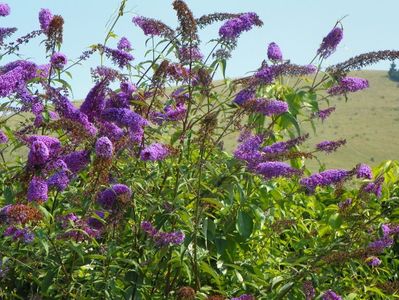 buddleja Empire Blue