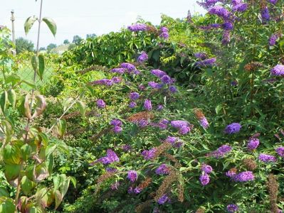 buddleja Empire Blue