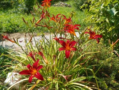 hemerocallis Crimson Pirate