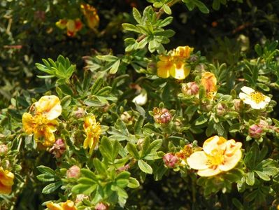 potentilla Mango Tango