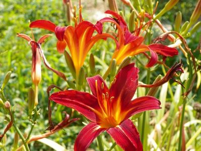 hemerocallis Crimson Pirate