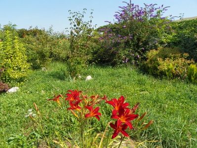 hemerocallis Crimson Pirate