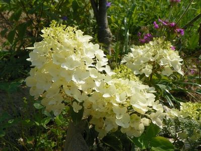 hydrangea pan. Silver Dollar