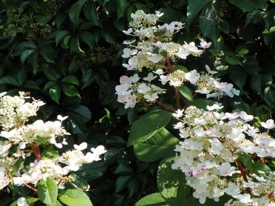 hydrangea pan. Wim's Red