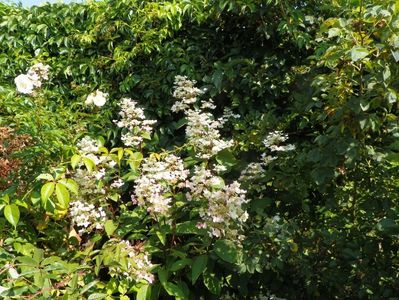 hydrangea pan. Wims Red