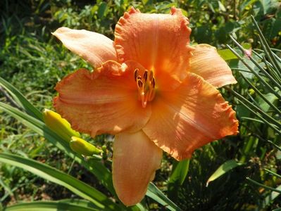 hemerocallis Senegal