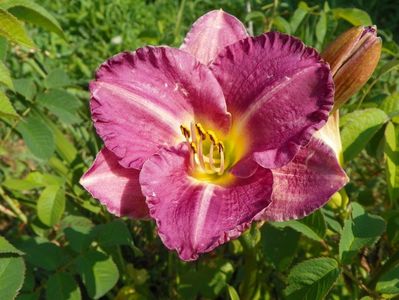 hemerocallis Entrapment