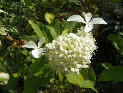 hydrangea pan. Great Star