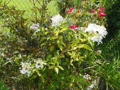 hydrangea pan. Limelight si Rose of Picardy