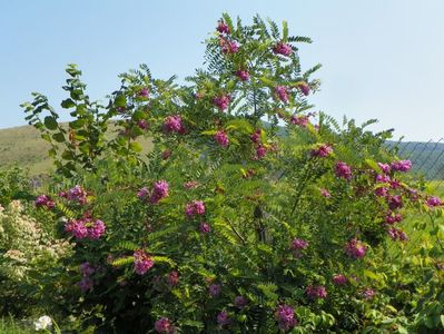 robinia hispida