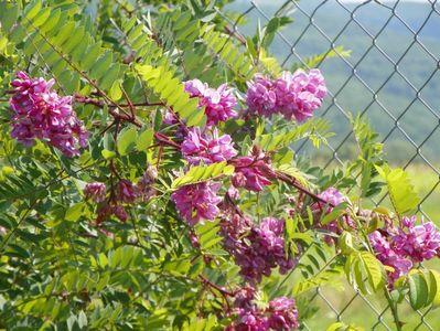 robinia hispida