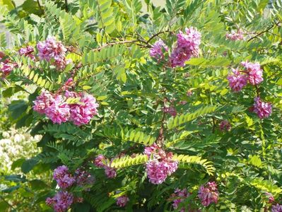 robinia hispida