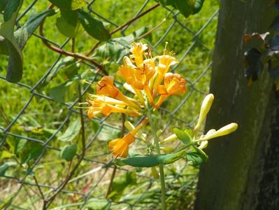 lonicera Golden Trumpet