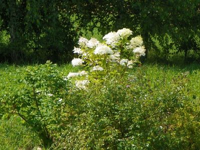 hydrangea pan. Phantom