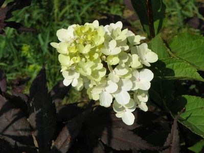 hydrangea Fraise Melba