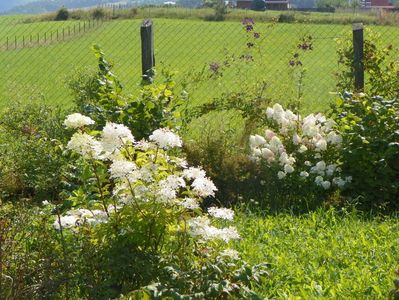 hydrangea pan. Phantom si Sundae Fraise