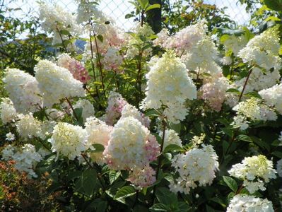 hydrangea pan. Sundae Fraise