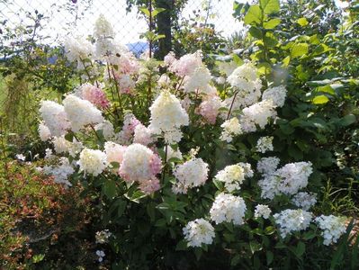 hydrangea pan. Sundae Fraise