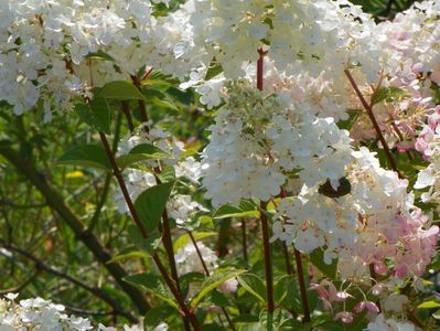 hydrangea pan. Sundae Fraise