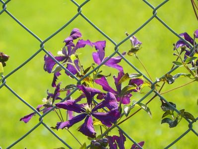 clematis Etoile Violette