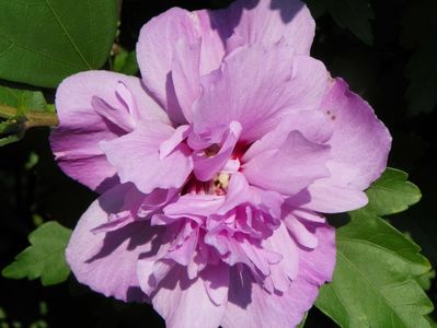 hibiscus syriacus Ardens