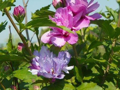 hibiscus syriacus Ardens